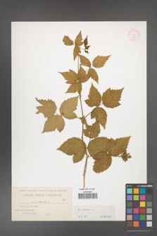 Rubus caesius [KOR 31088]