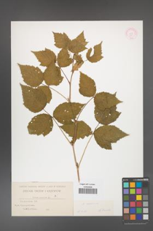 Rubus caesius [KOR 338]