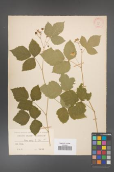 Rubus caesius [KOR 215]