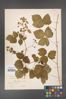 Rubus caesius [KOR 31110]