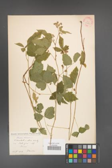 Rubus caesius [KOR 31101]