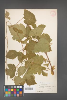 Rubus caesius [KOR 31097]