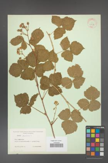 Rubus caesius [KOR 31089]