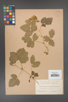 Rubus caesius [KOR 31107]