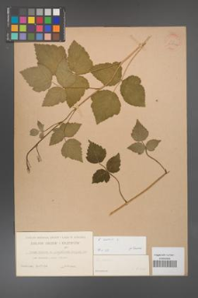 Rubus caesius [KOR 31107a]