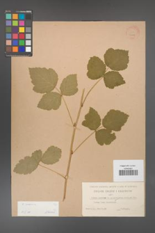 Rubus caesius [KOR 31108]