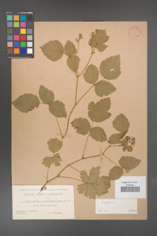 Rubus caesius [KOR 31106a]