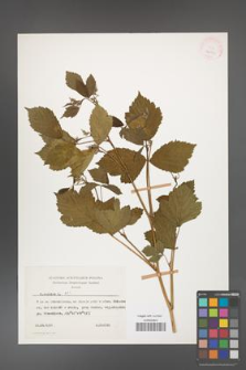 Rubus caesius [KOR 26061]