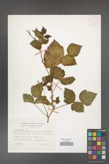 Rubus caesius [KOR 26072]