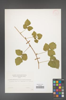 Rubus caesius [KOR 31036]