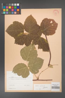 Rubus caesius [KOR 53816]