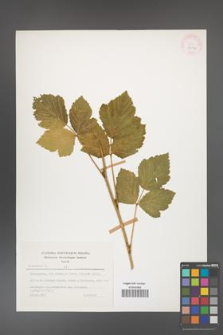 Rubus caesius [KOR 26062]