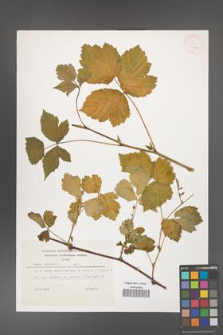 Rubus caesius [KOR 29930]