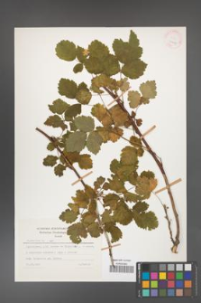 Rubus caesius [KOR 26067]