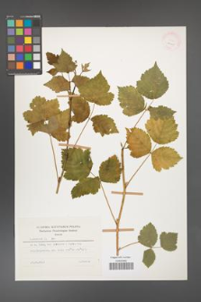 Rubus caesius [KOR 26068]