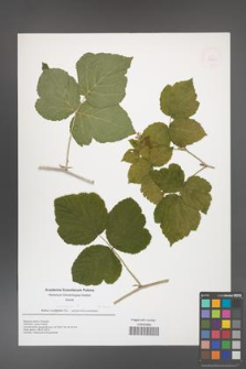 Rubus caesius [KOR 49943]