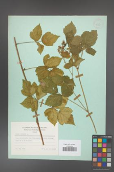 Rubus caesius [KOR 23888]