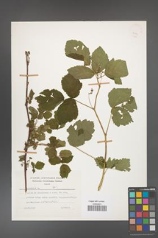 Rubus caesius [KOR 26081]