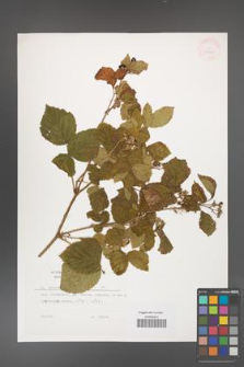 Rubus caesius [KOR 29895]