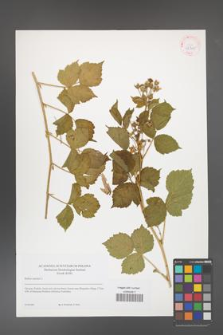 Rubus caesius [KOR 42205]