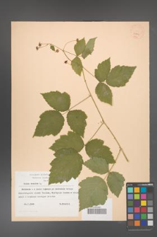 Rubus caesius [KOR 23842]