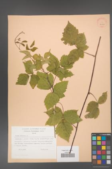 Rubus caesius [KOR 23843]