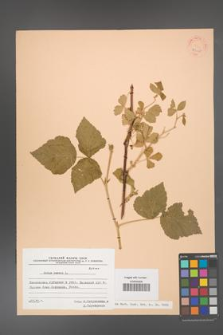 Rubus caesius [KOR 23148]