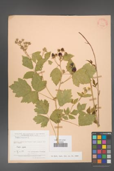 Rubus caesius [KOR 23302]
