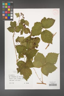 Rubus caesius [KOR 29889]