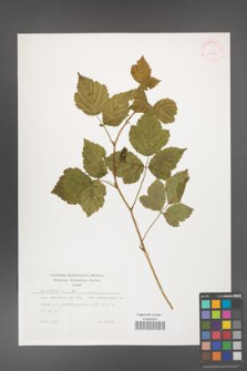 Rubus caesius [KOR 29888]