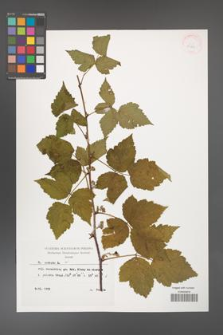 Rubus caesius [KOR 29884]