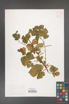 Rubus caesius [KOR 31076]