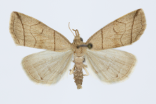 Herminia grisealis