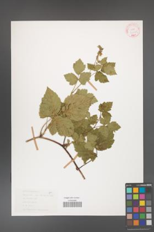 Rubus caesius [KOR 31075]