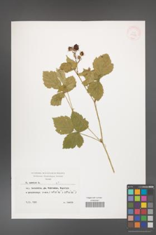 Rubus caesius [KOR 29879]