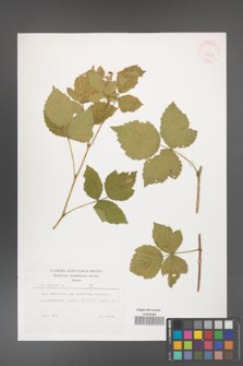 Rubus caesius [KOR 29878]