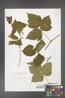 Rubus caesius [KOR 29882]