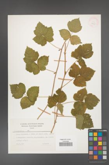 Rubus caesius [KOR 26065]