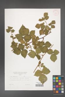 Rubus caesius [KOR 29880]