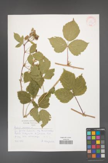 Rubus caesius [KOR 30525]