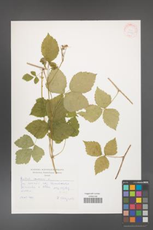 Rubus caesius [KOR 30524]