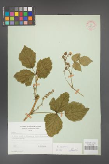 Rubus caesius [KOR 53807]