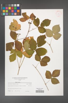 Rubus caesius [KOR 38847]