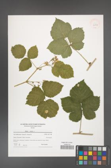Rubus caesius [KOR 40863]
