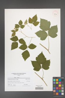 Rubus caesius [KOR 40814]