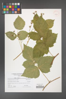 Rubus caesius [KOR 40816]