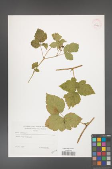 Rubus caesius [KOR 39125]