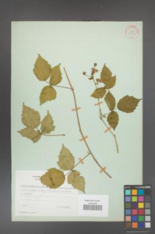 Rubus caesius [KOR 27929]