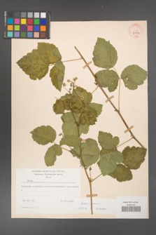 Rubus caesius [KOR 29833]