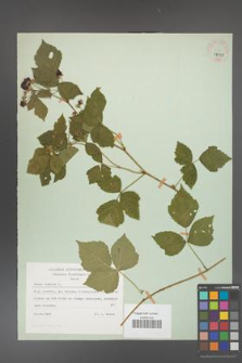 Rubus caesius [KOR 29847]